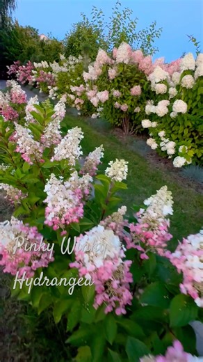 best hydrangeas in the world #hydrangea#hortensia#гортензія#гортензия#garden#flowers#сад#paniculata