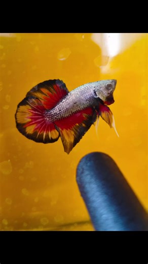 ikan cupang naga api 🔥 #dragonfire #ikancupangnagaapi #dragonbettafish #cupangnagaapi #lukmanjbs