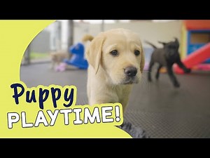Adorable Labrador Puppies | Guide Dogs Puppy Playtime