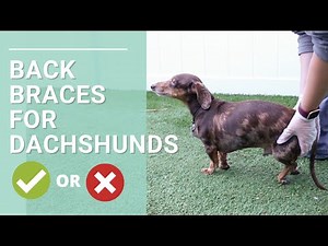 Do Back Braces Help Minimize the Risk of IVDD in dogs?