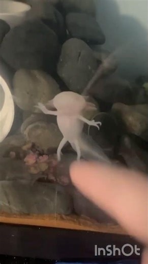 Axolotl baby 🥰❤️ feeding and swimming. Sweet little guy 😎