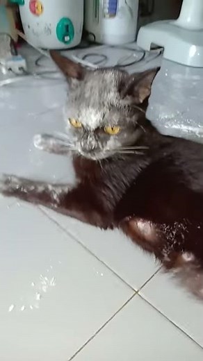 Cat Covered in Flour || ViralHog