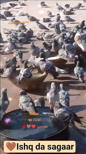 ishq da saggar|Heart touching sofi song #sofisongs #sofiker_video #sofi