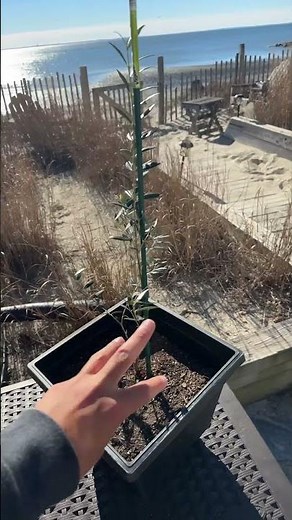 Growing Olive Trees in Pots! #gardening #fruit #garden #tree #sunset #diy #nature #beach #plant #wow