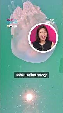 #แมงกระพรุนหัวกระสุน #อาหารทะเล อันตรายไหม? แมงกระพรุนหัวกระสุน เมนูฮิตในโซเซียล l เล่าข่าวสุขภาพ