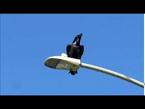 Common Raven Vocalization - San Jose CA Jan 2019