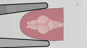 Zebrafish Brain Dissection: A Technique of Fish Neurobiology