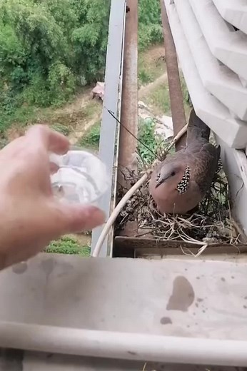 Pigeon Nesting Behavior Captured in Nature