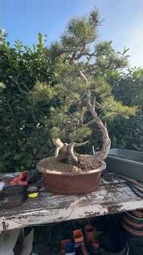 Rempotage du pin Sylvestre de Pascal durant la formation Nejikan au Jardin à Bordeaux