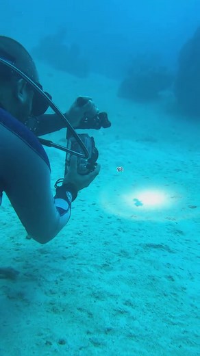 Discover Stunning Ocean Life & Underwater Photography