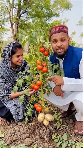 Potato 🥔 and tomato 🍅 on a tree