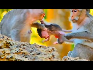 The old female monkeys are fighting over each other's babies, creating a chaotic scene.