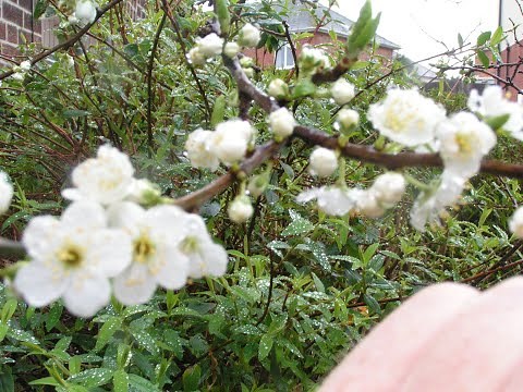 My Spray Pollination Experiment - Fruit Trees in Flower