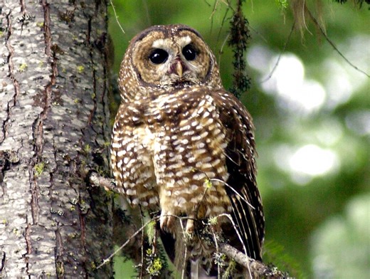 Spotted owl monitoring stymied in NW by federal hiring freeze and firings, scientists say
