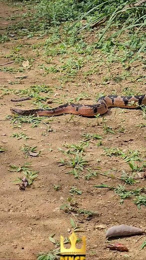 Essa é a Surucucu pico de Jaca! #animais #cobra #surucucu #fblifestyle #curiosidades | Aventuras da Princesa das Serpentes