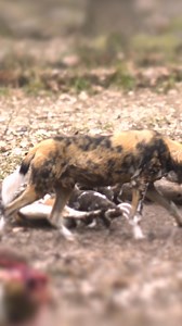 African painted dogs are a very social species, using squeaks, twitters, and “hoo” calls to stay in touch with their pack. There are over 20 different vocalizations from African painted dogs, but humans can only hear about half of them because they can be so high-pitched! Even impala and kudu—which painted dogs love to hunt—can’t hear some of these vocalizations! | Endangered Wolf Center