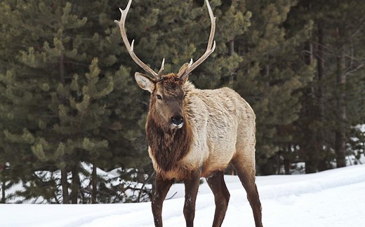 Elk Habitats: Where do Elk Live?