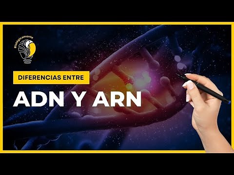 DNA and RNA - Differences between DNA and RNA 🤓