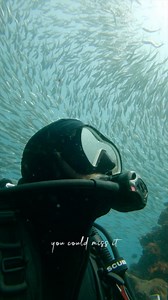 6.8K views · 172 reactions | “When filming underwater, its very easy to get lost in the shot. It’s important to stop and look around every once in a while to make sure theres nothing interesting silently passing by you or coming to check you out.” — @sheltondupreez #scubapro #videographer #cinematography #underwaterworld #scubadiving #baitball #scuba #diver #divelife | Scubapro | Facebook