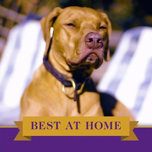 Does your dog have what it takes to win Best at Home? Share a photo or video of your dog using #BestAtHomeContest & #WKCDogShow for a chance to win a Westminster prize pack! | Westminster Kennel Club Dog Show