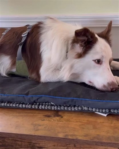 Shelter dogs, anxious dogs, high-energy dogs… some pups just need extra help to relax. 🐶💛 Rusty’s foster mom uses the Petspemf Pad to help him unwind, heal, and calm his mind after training or stressful days. Naturally, without meds or sedatives. ✔ Drug-free & safe for daily use ✔ Vet-approved PEMF technology ✔ Helps improve mobility and energy Because when they can finally relax… everything gets better. 🌿🐾 The Petspemf Pad delivers gentle, drug-free PEMF therapy that eases pain, reduces inf