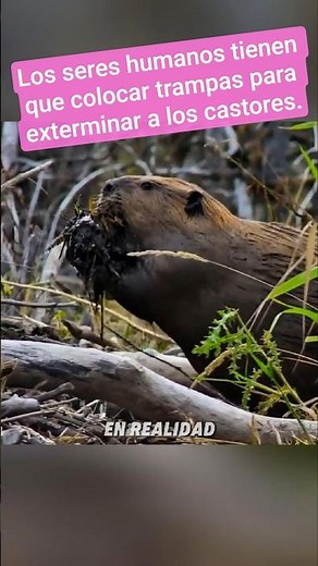 Setting traps for beavers: control or extermination?