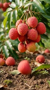 Lychee Complete Life Cycle || #lychee #fruit #lifecycle #nature