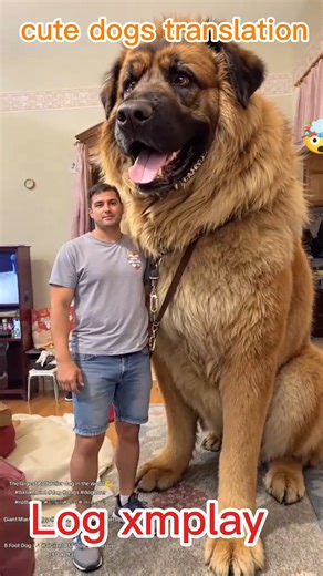 Big dogs translation #dogs