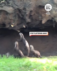 78K views · 1.1K reactions | This group of otters couldn't stop chasing this butterfly 簾曆 | Lessons Learned In Life | Facebook