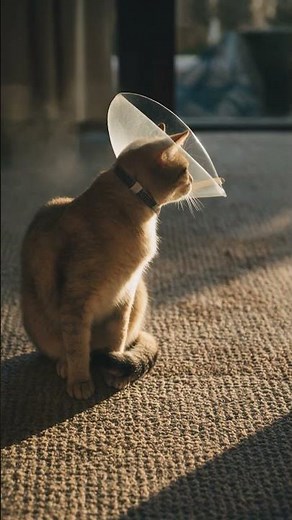 Cat With a Cone: Recovering Slowly but Surely