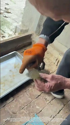 Catch And Transfer A Squirrel To The Cage