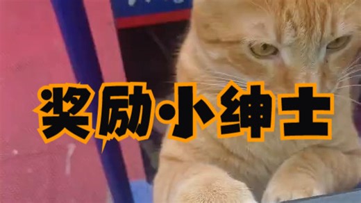 猫品获赞新鲜鱼