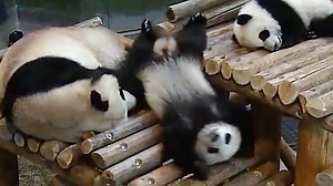 転がり落ちて落ちてまた落ちて――パンダのユニークな映像集 - BBCニュース