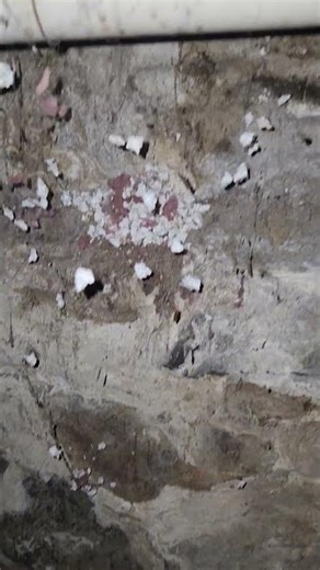 Exterior Wall CHEWED THRU By Rat | #newhamspshirehome #pestcontrol #ratcontrol