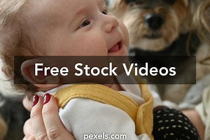 Dogs Pooping Videos, Download The BEST Free 4k Stock Video Footage & Dogs Pooping HD Video Clips