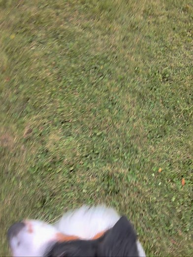 POV: Throwing for distance in UpDog’s Far Out 🥏💨 #DogTrainerPOV #DiscDog #FarOut #FrisbeeDog #DogSports #DogPerformance #DogTraining #DogTrainerLife #ActiveDogs #AdventureDogs #TrickDog #FrisbeeFreestyle #SmartDogTraining #DogsOfInstagram #InstaDog | Ricky Jones