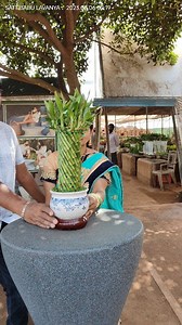 255K views · 10K reactions | Good luck bamboo (lucky plant )అనే ఈ...