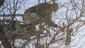 Cat up a tree? Firefighters come to the rescue