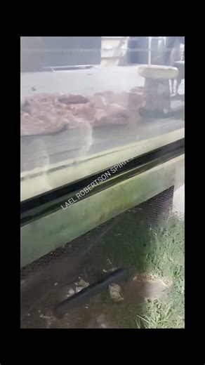 2 VERY CLEAR GHOSTLY FACES IN MY CLEAR PLASTIC WINDOW/#creepy #weirdfeeling