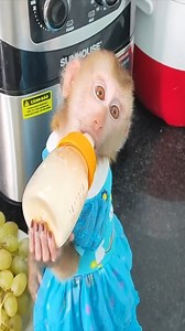 3.9K views · 249 reactions | Monkey KaKa shows off her Amazing Hip Hop Dance talent | Macaque Video | Facebook