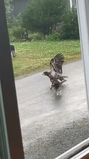 Hawk Attacks A Dog