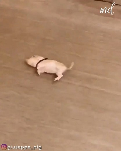 Mom, you should put a warning sing for this slippery floor😂🐷 | MetDaan