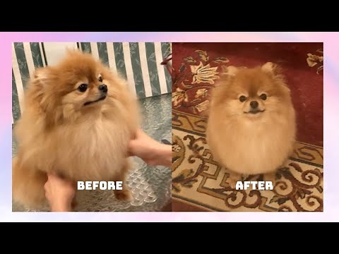 DIY Pomeranian Grooming: How to Get That Fluffy Coat at Home!