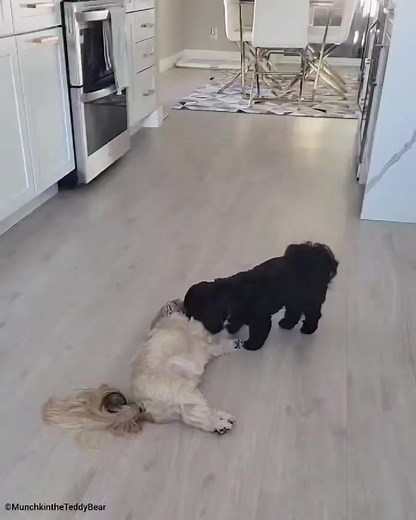 @Munchkin the Teddy Bear | Shih Tzu World