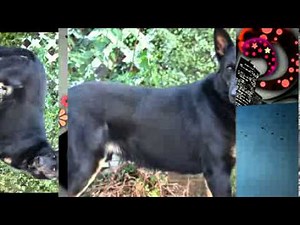 bi color german shepherd dogs