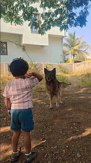 How German Shepherds play gently with toddlers