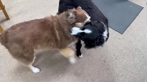 29 reactions · 3 comments | Bench dogs! | The American Woodshop | Facebook