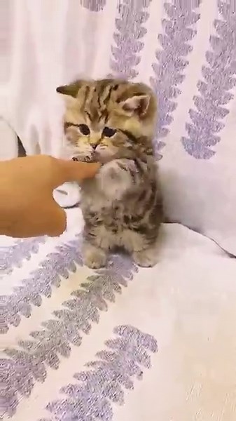 Tiny Paws Tickle Attack! 🐾😹