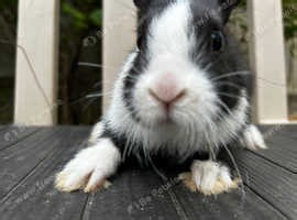 Beautiful Black and white Dutch rabbits - £25