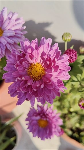 guldabdi flower blooming #viral #flowers#terracegardenindia #winterblooms#nature #shorts#viralshort